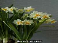 苏州墨哲根商贸有限公司