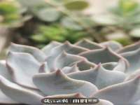 苏州墨哲根商贸有限公司