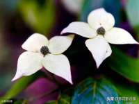 苏州墨哲根商贸有限公司