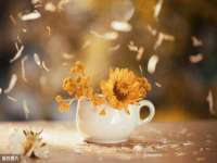 苏州墨哲根商贸有限公司